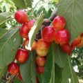 Características y descripción de las cerezas dulces de la variedad Napoleón, plantación y cuidado.