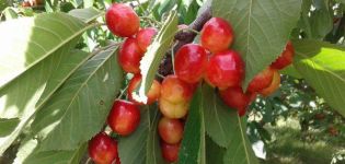 Egenskaber og beskrivelse af søde kirsebær af Napoleon-sorten, plantning og pleje