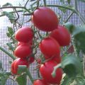 Cherry Ira pomidorų veislės charakteristikos ir aprašymas, derlius