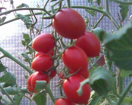 Charakterystyka i opis odmiany pomidora Cherry Ira, jej plon