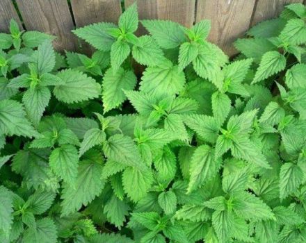 How to permanently get rid of nettles on the site, control rules and the best means