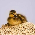 Zloženie a proporcie kŕmnych zmesí pre kačice, ako si vyrobiť doma