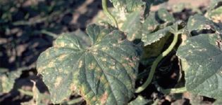 Symptoms and treatment of angular spotting of cucumber leaves or bacteriosis