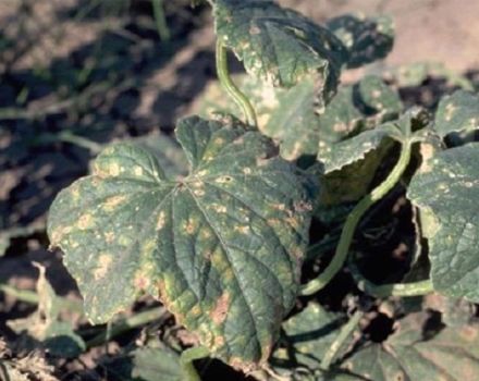 Příznaky a léčba úhlového špinění listů okurek nebo bakteriosy