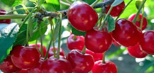 Mô tả và đặc điểm của các giống Cherry Đặc điểm, ưu điểm và đặc điểm canh tác