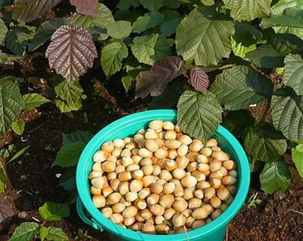 Hasselpähkinöiden viljely ja asianmukainen hoito Keski-Venäjällä