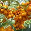 When to collect and how to properly store sea buckthorn at home