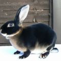 TOP 5 siyah tavşan ırkları ve tanımları, bakım ve bakım kuralları