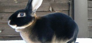 TOP 5 rase de iepuri negri și descrierea lor, regulile de îngrijire și întreținere