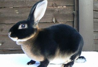 TOP 5 breeds of black rabbits and their description, rules of care and maintenance
