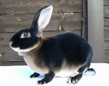 TOP 5 mustien kanien rodut ja niiden kuvaus, hoito- ja ylläpitosäännöt