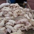 L’agent causant del porc tsum, els seus símptomes i tractament, és perillós per a l’ésser humà