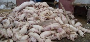Der Erreger von Schweinefleisch, seine Symptome und seine Behandlung sind für den Menschen gefährlich