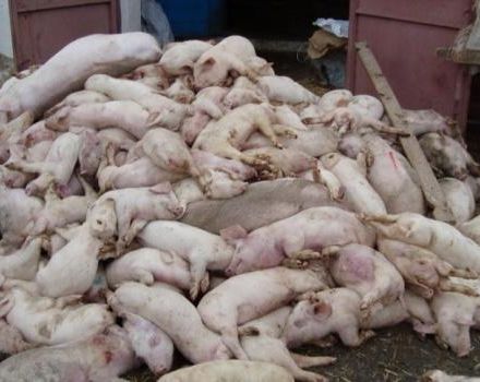 Tác nhân gây bệnh của tsum lợn, triệu chứng và cách điều trị, nó có nguy hiểm cho con người không