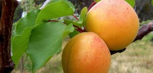 Beschrijving van de abrikozenvariëteit Alyosha en kenmerken van ziekteresistentie