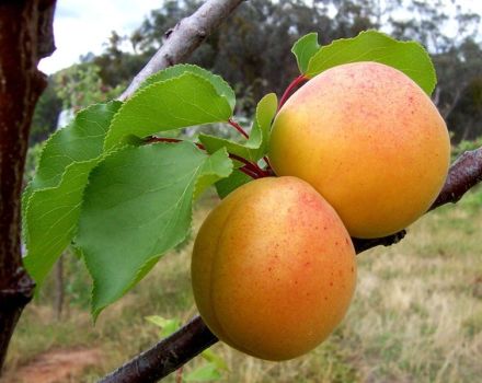 Description de la variété d'abricot Alyosha et caractéristiques de résistance aux maladies