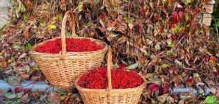 Hvornår og hvordan man bedst samler viburnum, tidspunktet for høst af bær og opbevaringsteknologi