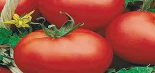 Kuvaus tomaatti Red Dome -lajikkeesta, sen ominaisuudet ja tuottavuus