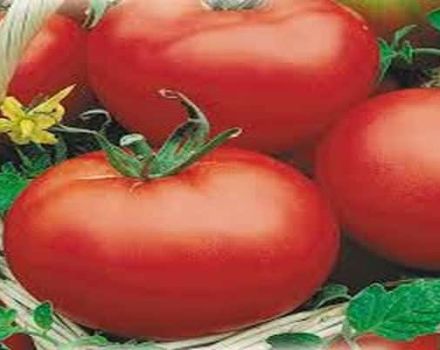 Red Dome domates çeşidinin tanımı, özellikleri ve verimi