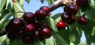 Beskrivelse af kirsebærsorten Valery Chkalov og egenskaber ved frugter, fordele og ulemper, dyrkning