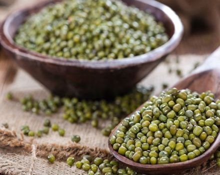 Popis, výhody a poškození malých zelených fazolí Mash (Golden)