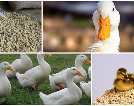 Was ist besser, um Enten zu Hause zu füttern, damit Anfänger schnell wachsen können?