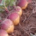 Reguli pentru cultivarea semințelor și îngrijirea rutabagasului pe câmp deschis, cu ce să plantezi și când să semeni
