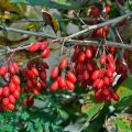 When to pick barberry and how to dry berries, fruit storage technology