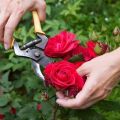 När och hur man korrekt beskär rosor, regler för vård, utfodring och vattning
