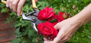 Quando e come potare correttamente le rose, regole di cura, alimentazione e irrigazione