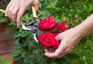 Када и како правилно обрезивати руже, правила неге, храњења и залијевања