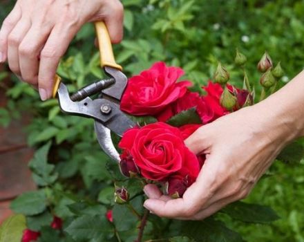 Khi nào và cách cắt tỉa hoa hồng đúng cách, quy tắc chăm sóc, cho ăn và tưới nước