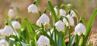תיאור של 10 הזנים הטובים ביותר של צמח פרחים לבנים, שתילה וטיפול