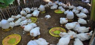 Description and rules for keeping broilers of the Cobb 700 breed