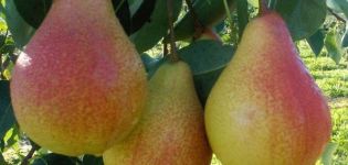 Description et caractéristiques des poires de la variété Lyubimitsa Klappa, plantation, culture et entretien