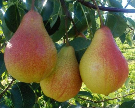 Description and characteristics of pears of the Lyubimitsa Klappa variety, planting, growing and care