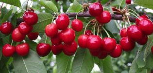 Description of cherries varieties Bryanochka, planting and care, pollinators