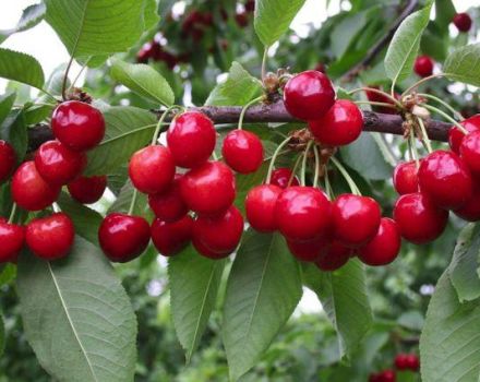 Vyšnių veislių „Bryanochka“ aprašymas, sodinimas ir priežiūra, apdulkintojai