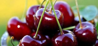 Descrizione e caratteristiche della varietà di ciliegio dolce Cuore di toro, coltivazione e cura