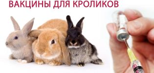 Instrucciones de uso de la vacuna contra el VHB para conejos, tipos de vacunación y dosis