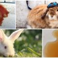 Pourquoi l'urine du lapin est-elle devenue rouge et que faire, mesures préventives