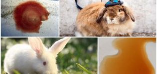 Varför blev kaninens urin röd och vad de ska göra, förebyggande åtgärder