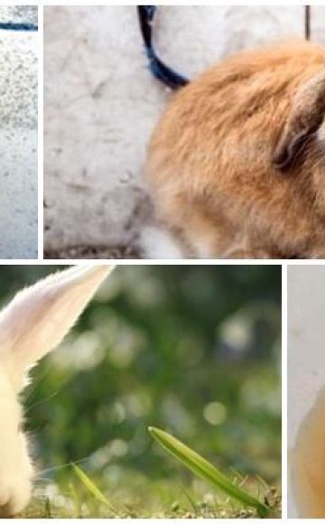 Proč králičí moč zčervenala a co dělat, preventivní opatření