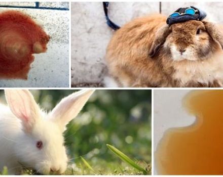 Dlaczego mocz królika stał się czerwony i co robić, środki zapobiegawcze