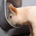 Arten und Anforderungen für Trinkschalen für Schweine, wie es selbst gemacht wird und Installation