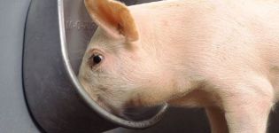 Kiaulėms skirtų geriamųjų dubenų tipai ir reikalavimai, kaip tai padaryti patiems ir montavimas