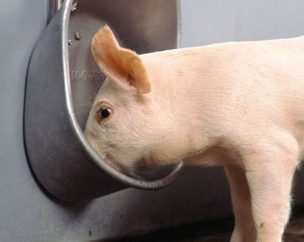Types and requirements for drinking bowls for pigs, how to do it yourself and installation