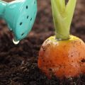 Kako pravilno hraniti mrkvu za rast na otvorenom terenu s narodnim lijekovima
