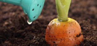How to properly feed carrots for growth in the open field with folk remedies