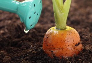 Ako správne kŕmiť mrkvu pre rast na otvorenom poli pomocou ľudových prostriedkov